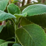 7 Soothing Nighttime Drinks to Explore for Better Digestion and Reduced Bloating While You Sleep