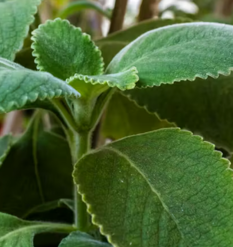 Could a Simple Kitchen Herb Help Support Your Long-Term Eye Comfort and Clarity?