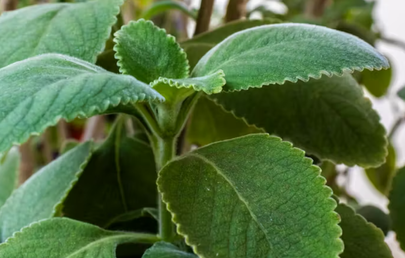 Could a Simple Kitchen Herb Help Support Your Long-Term Eye Comfort and Clarity?