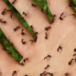 Explore Simple Home Habits That Can Help Maintain Healthy Teeth and Manage Early Signs of Tooth Decay