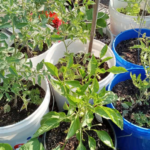 Discover Euphorbia Hirta: The Common Weed with a Long History in Traditional Wellness