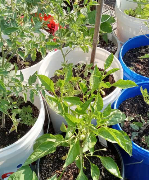 14 Vegetables You Can Grow in 5‑Gallon Buckets