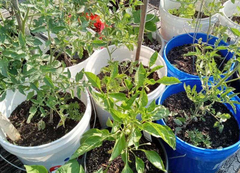 14 Vegetables You Can Grow in 5‑Gallon Buckets