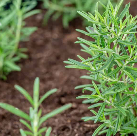 How To Propagate Rosemary from Cuttings in 4 Easy Steps