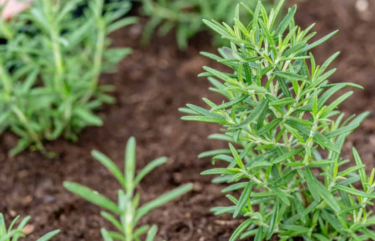 How To Propagate Rosemary from Cuttings in 4 Easy Steps
