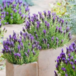 Gardening and DIY ideas