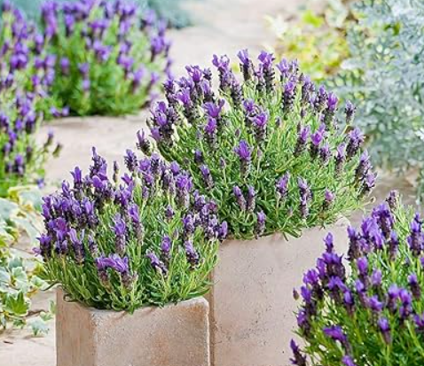 How to Propagate Lavender From Cuttings – Easy Step-by-Step