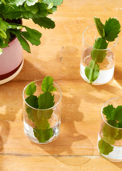 step‑by‑step guide to propagating Christmas cactus (Schlumbergera) from stem cuttings