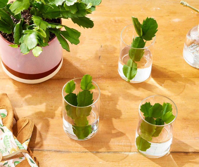 step‑by‑step guide to propagating Christmas cactus (Schlumbergera) from stem cuttings