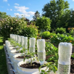 How to Propagate Lavender From Cuttings – Easy Step-by-Step