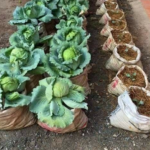 Gardening and DIY ideas