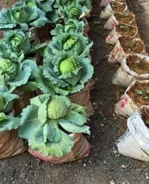 How To Grow Cabbage In A Container With Minimal Space And Effort