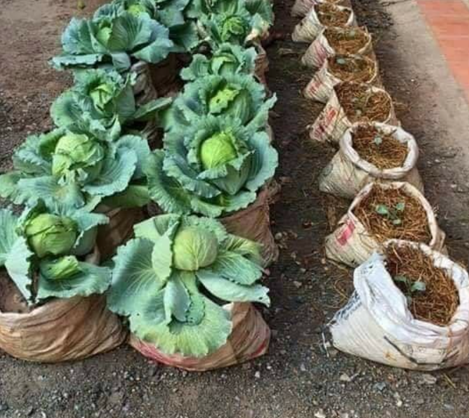 How To Grow Cabbage In A Container With Minimal Space And Effort