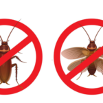 How To Grow Cabbage In A Container With Minimal Space And Effort