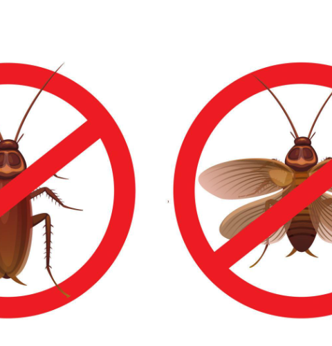 How I Stopped Mice, Cockroaches And Ants At Home Using A Simple Toothpaste Trick