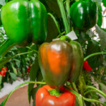 A Simple and Effective Way to Grow Cloves at Home for Natural Fragrance