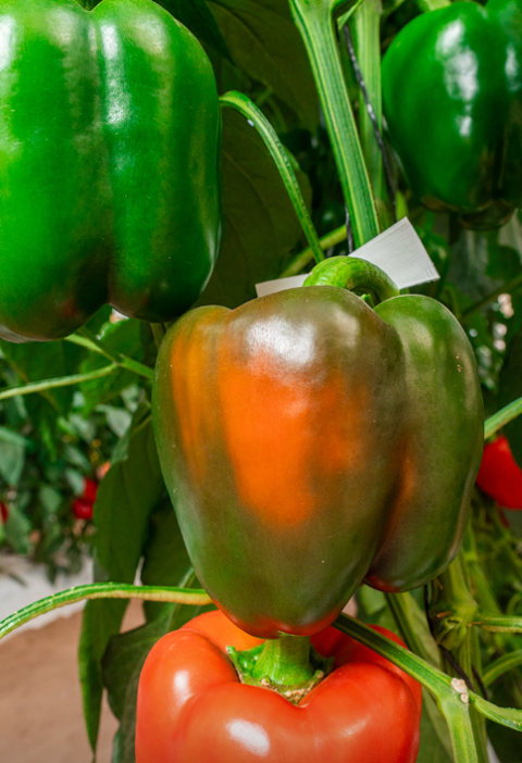 Tips for recovering Bell peppers with pests, pocket experience for gardeners
