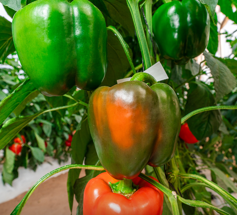 Tips for recovering Bell peppers with pests, pocket experience for gardeners