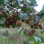 A Simple and Effective Way to Grow Cloves at Home for Natural Fragrance