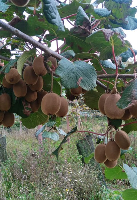 Growing Kiwi Fruit with Organic Banana Harmonies: The Easiest Method for Kiwi Tree Cultivation