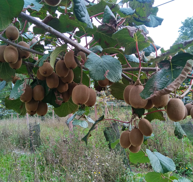 Growing Kiwi Fruit with Organic Banana Harmonies: The Easiest Method for Kiwi Tree Cultivation