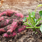 Grow an Almond Tree at Home From Seed — It’s Easier Than Most People Think