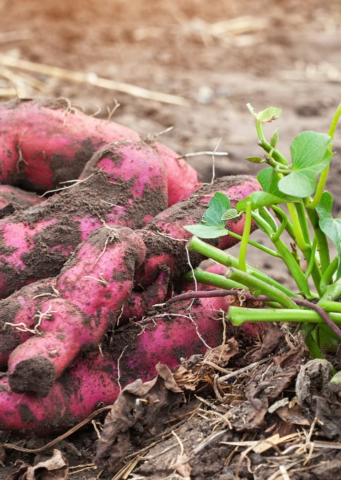 Growing Sweet Potatoes at Home in Containers: A Step-by-Step Guide