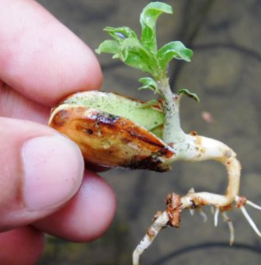 Grow an Almond Tree at Home From Seed — It’s Easier Than Most People Think