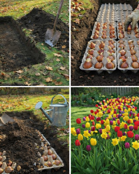 Egg Carton Method for Mass Bulb Planting