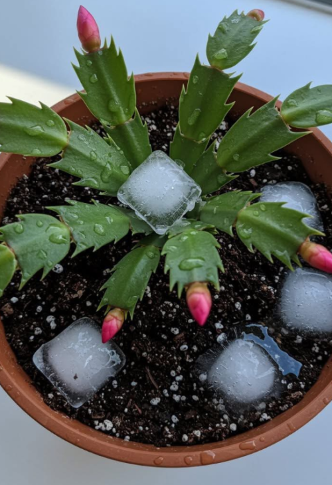 Why People Use Ice Cubes on a Christmas Cactus