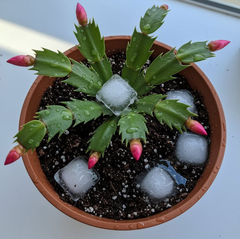 Why People Use Ice Cubes on a Christmas Cactus