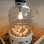 How to Propagate an Orchid from a Leaf: A Simple Guide