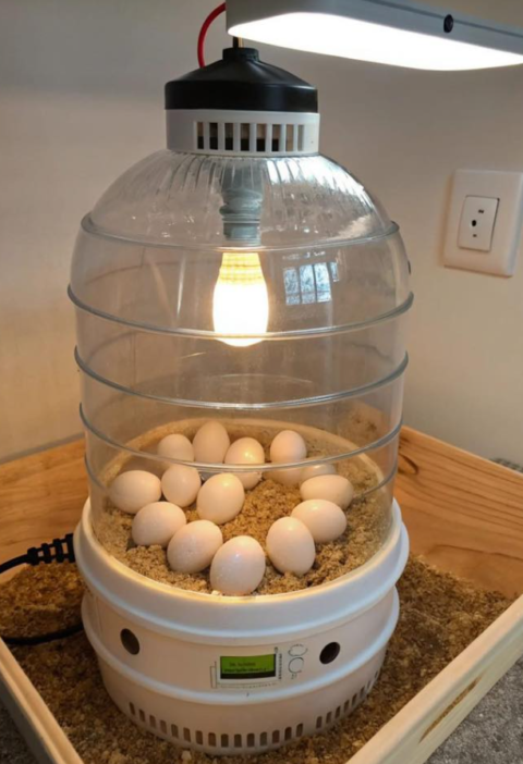 Exciting Ways to Build Your Own DIY Egg Incubator at Home!
