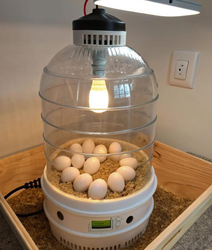 Exciting Ways to Build Your Own DIY Egg Incubator at Home!