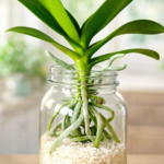 The Hidden Reason Snake Plants Produce Flower Stalks