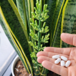 Snake Plant & Lemon Juice