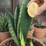 The White Liquid That Makes Thanksgiving Cactus Healthier and Bloom Better