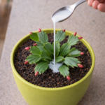 From a Single Leaf to a Blooming Plant: The Fascinating Science of Succulent Propagation