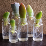 The White Liquid That Makes Thanksgiving Cactus Healthier and Bloom Better