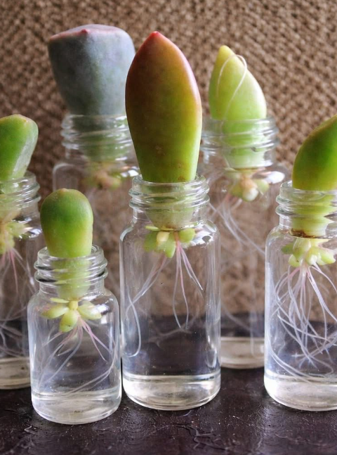 From a Single Leaf to a Blooming Plant: The Fascinating Science of Succulent Propagation