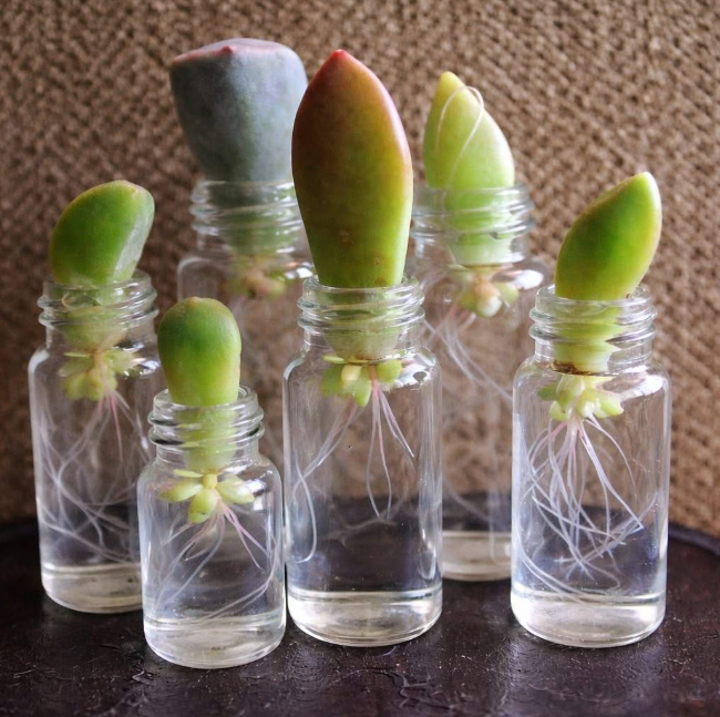 From a Single Leaf to a Blooming Plant: The Fascinating Science of Succulent Propagation