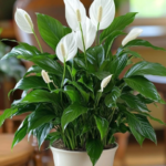 From a Single Leaf to a Blooming Plant: The Fascinating Science of Succulent Propagation