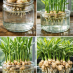 How to Grow Aloe Vera from Cuttings in Water: The Surprisingly Simple Rooting Method That Actually Works