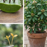 6 Tips for Growing Avocado in a Pot and Encouraging It to Fruit