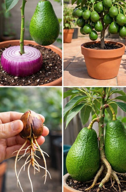 6 Tips for Growing Avocado in a Pot and Encouraging It to Fruit