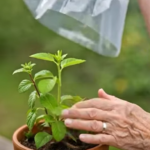 How to Protect Young Plants Using a Simple Wire Cage