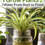 Don’t Throw Plastic Bottles Away—This Plant Trick Is Pure Genius