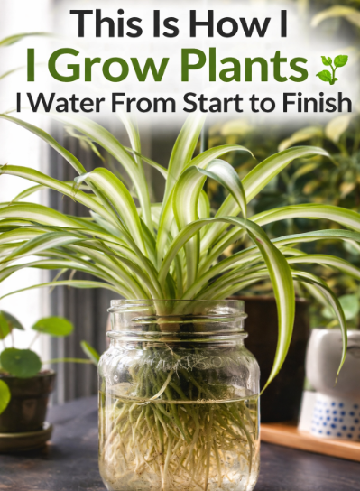The Easiest Way To Multiply Your Spider Plants In Water