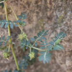 Bay Leaf Is 100,000 Times Stronger Than Botox?