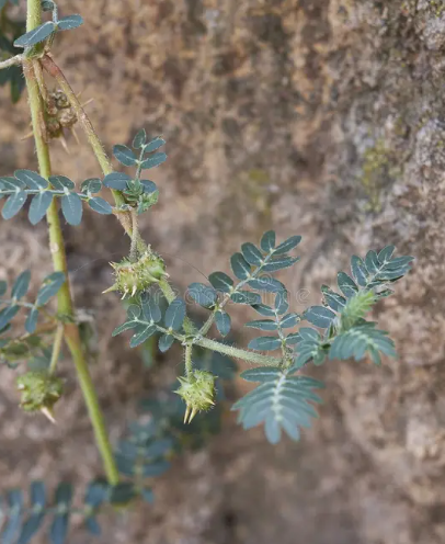 The Traditional Power of Puncture Vine